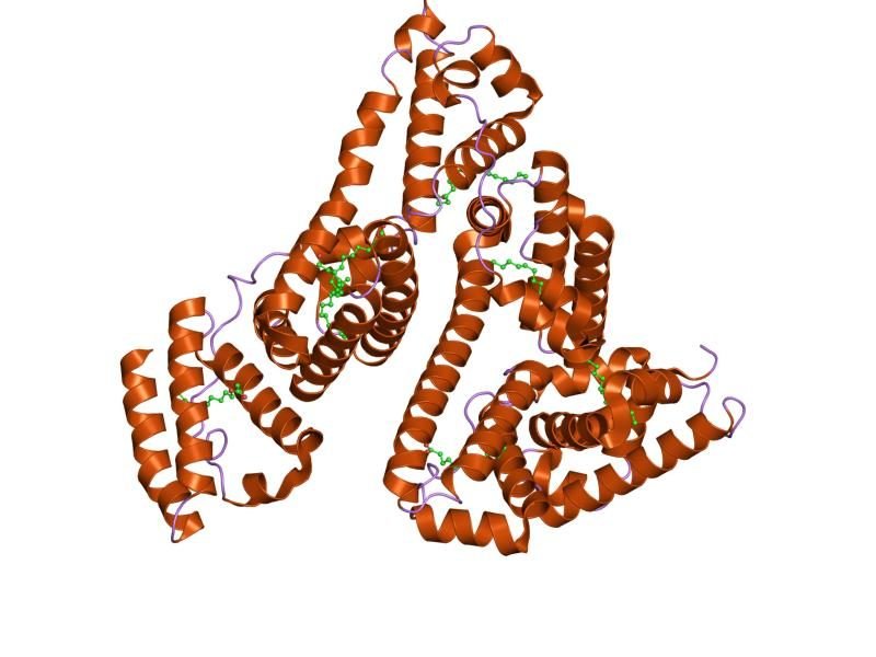 Model struktur molekul albumin serum manusia