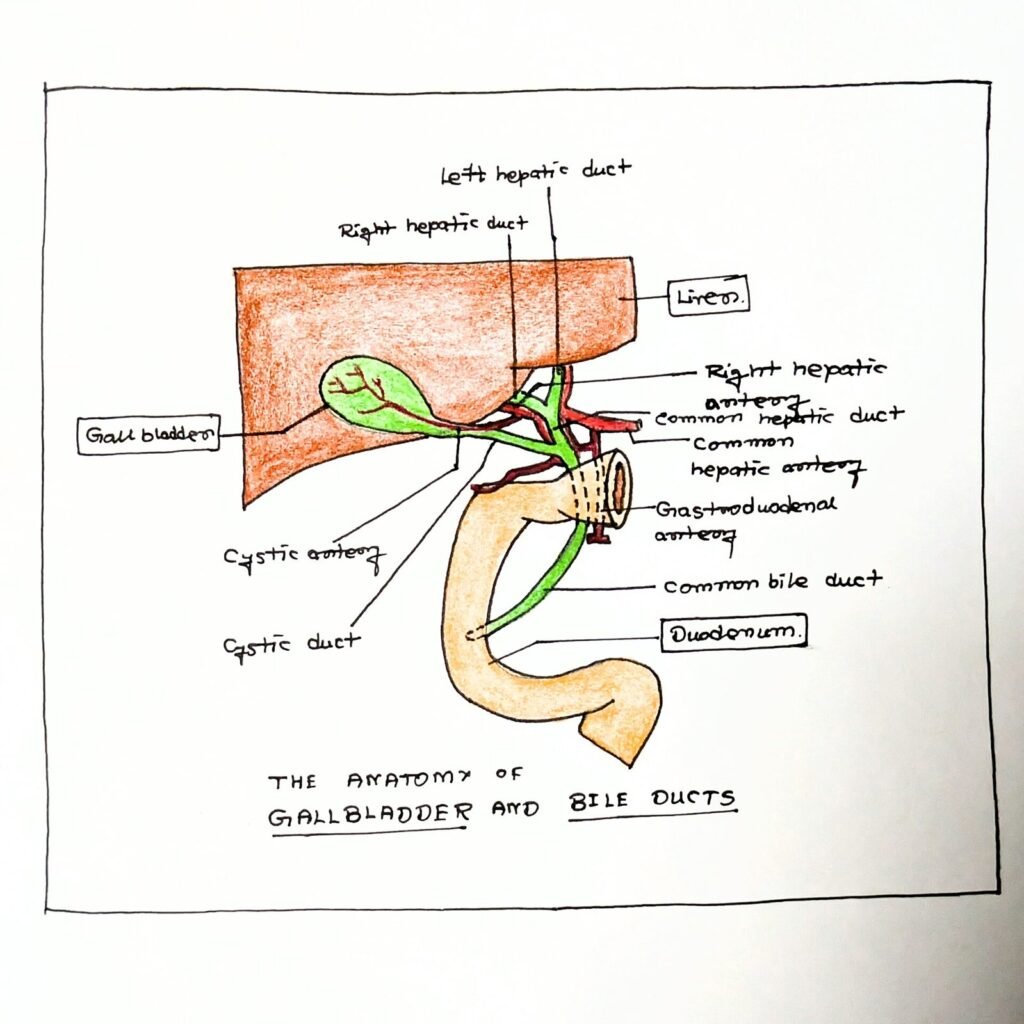 Gambar anatomi kantong empedu dan saluran empedu