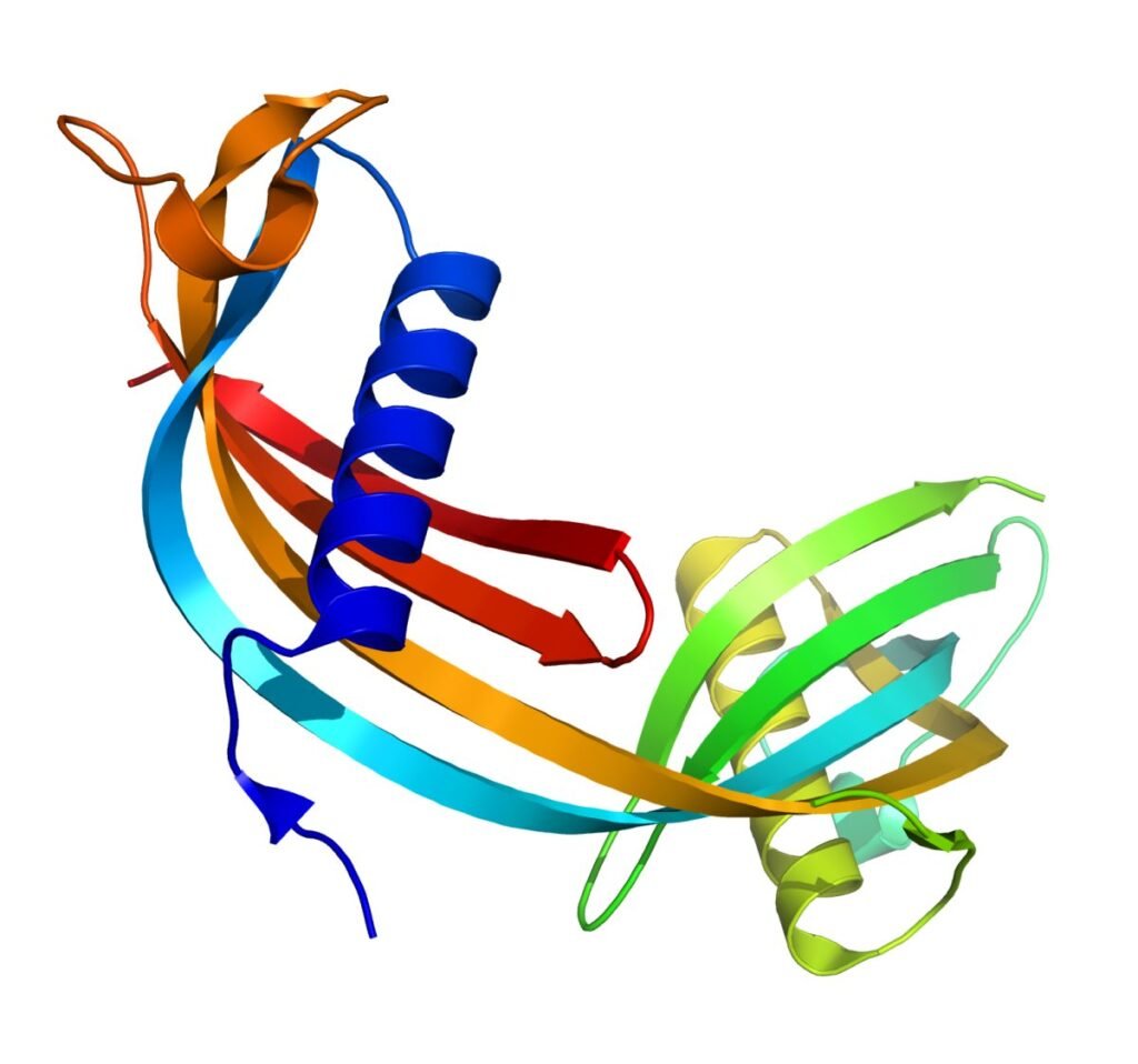 Gambar struktur tiga dimensi protein cystatin C dalam bentuk pita berwarna