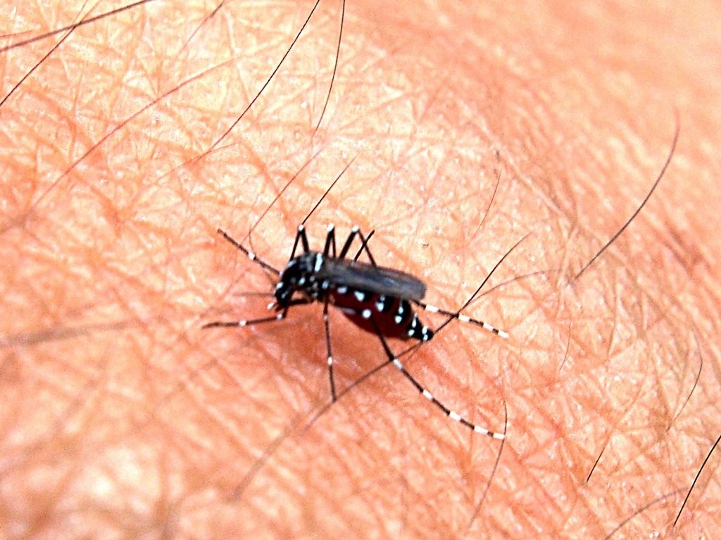 Nyamuk Aedes aegypti, penular virus dengue, sedang menggigit kulit manusia